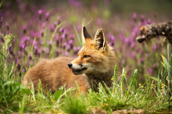 Лиса потягушки