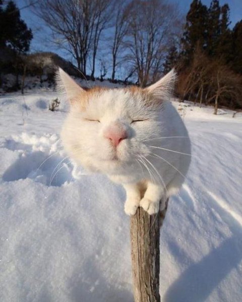 Кошка Весна