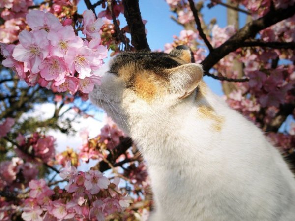 Кот нюхает весну