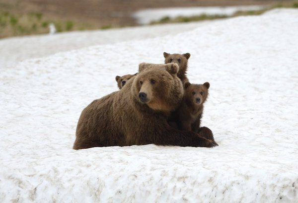 Шпилёнок Игорь медведи