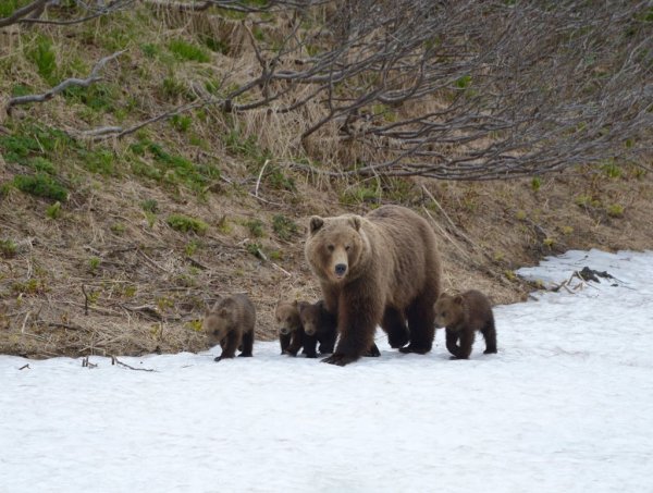 Медведица с медвежатами зимой