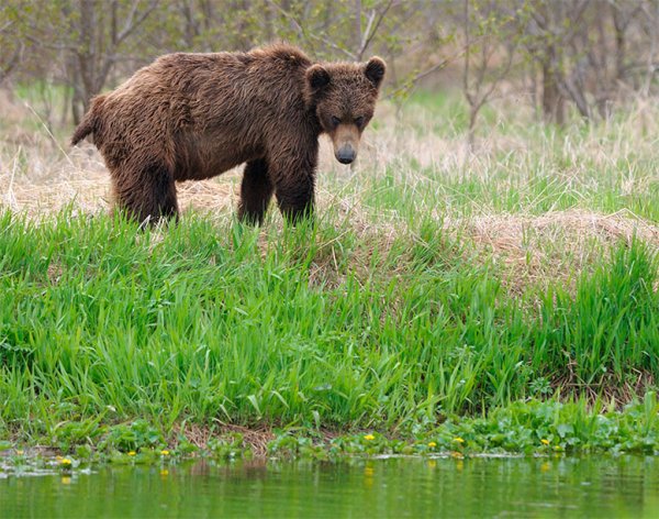 Медвежьи заповедники