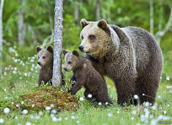 Бурый медведь Кировской области
