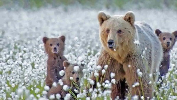 Медведь весной