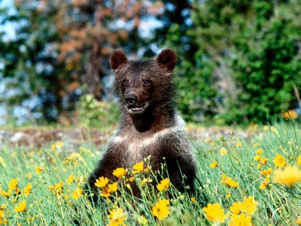 Медведь в цветах