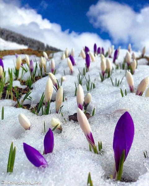 Весенний пейзаж с подснежниками