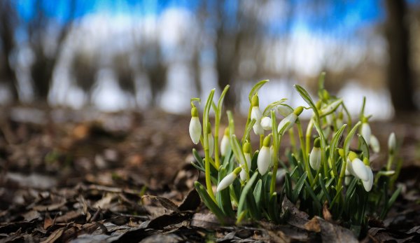 Периоды весны