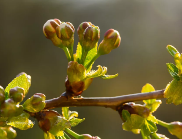 Весна набухают почки