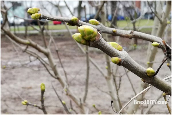 Набухание почек весной