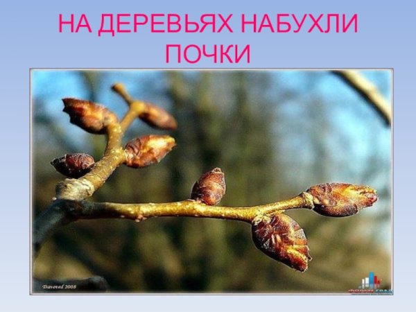 Набухают почки на деревьях