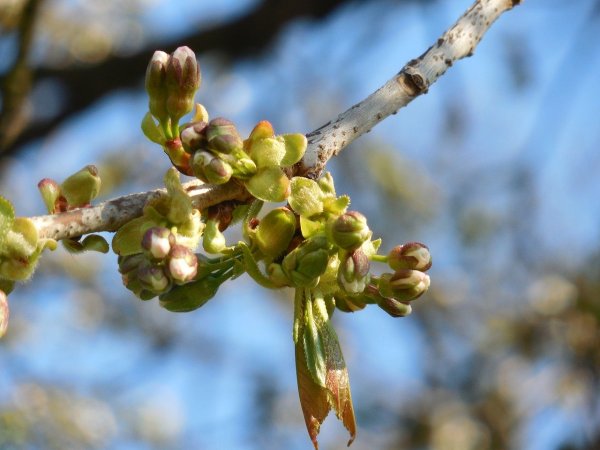 Почки распускаются