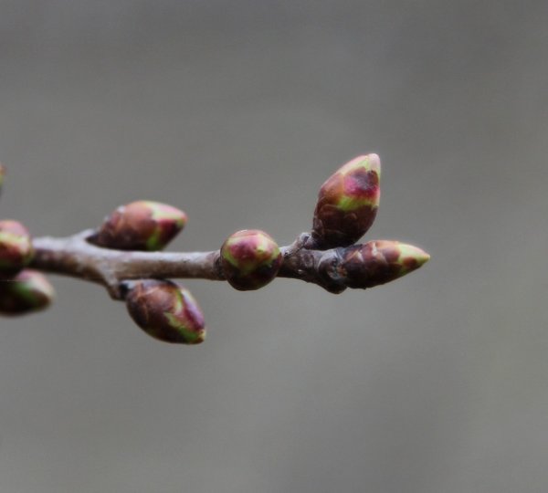 Ветка с почками