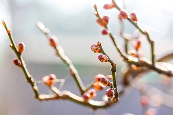 Красивые почки на деревьях