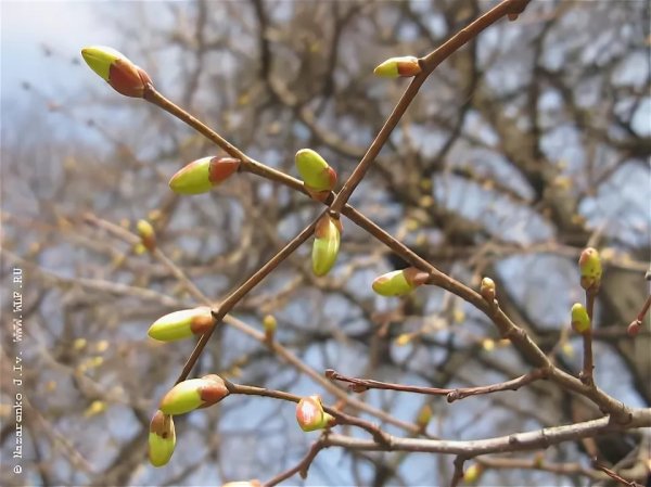 Весна набухают почки на деревьях