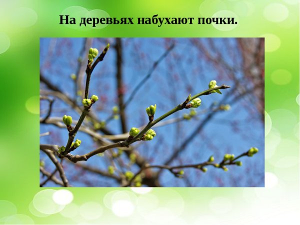 Набухают почки