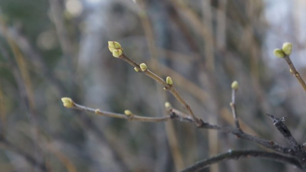 Ветка с почками