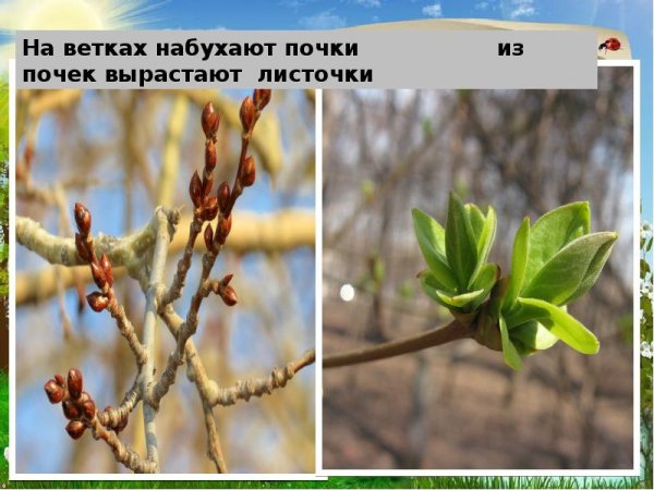 Ветка с почками