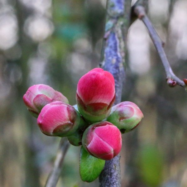Набухшие почки цветущих деревьев