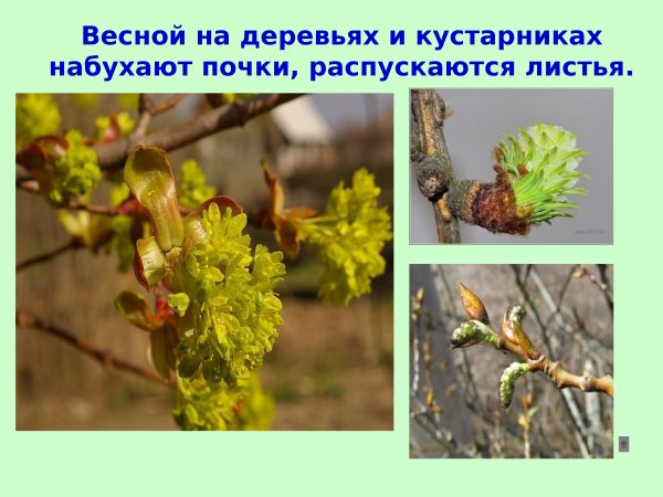 Почки деревьев и кустарников