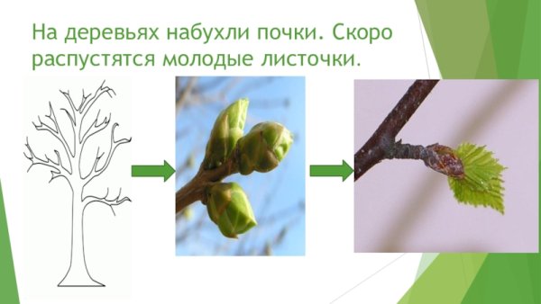 Набухают почки на деревьях