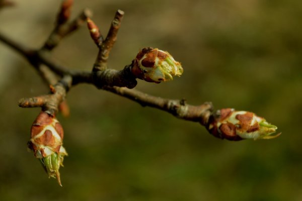 Тополь бруньки