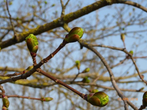 Каштан распускается почки