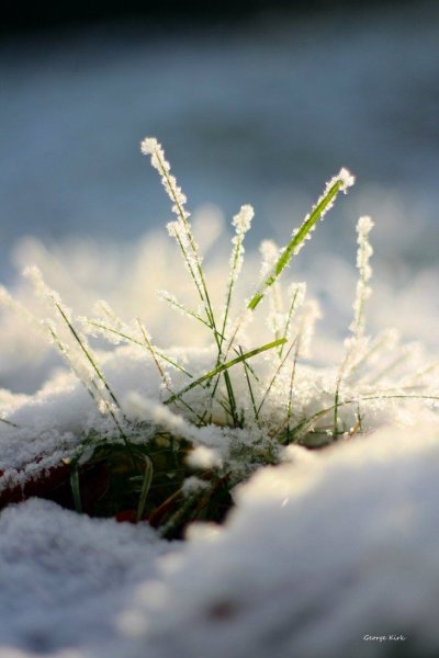 Хризантемы в снегу