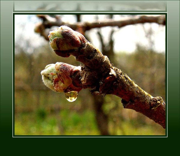 Набухание почек у яблони