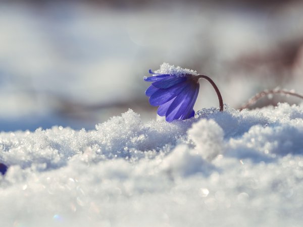 Весенний снегопад