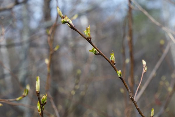 На деревьях и кустарниках набухли почки