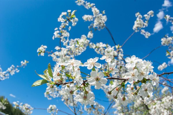 Картина Весеннее Пробуждение