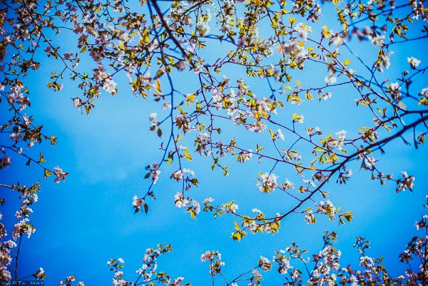 Весна в душе