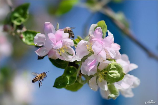 Самая прелестная девочка на свете