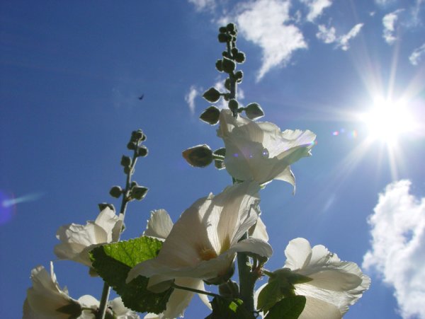 Весна стучит в окно