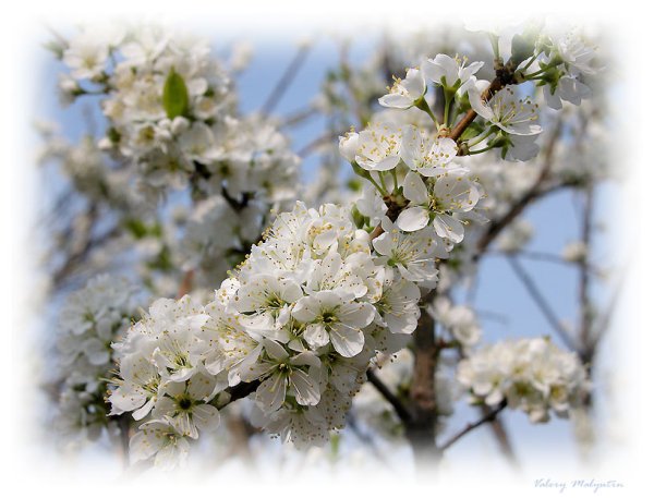 Женщина Весна любовь