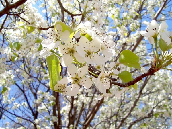 Весна апрель май