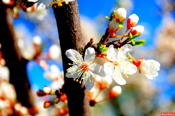 Весеннее чудо