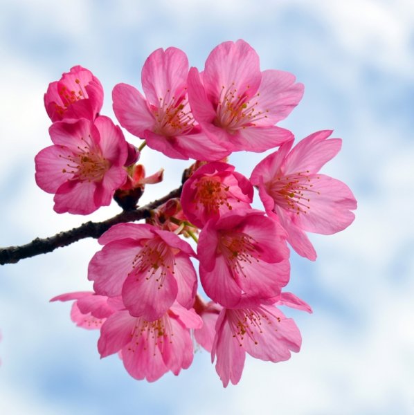 Весенние чудеса природы