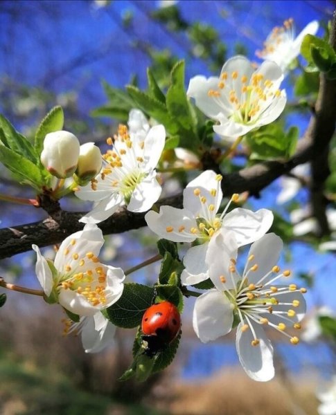 Ощущение весны