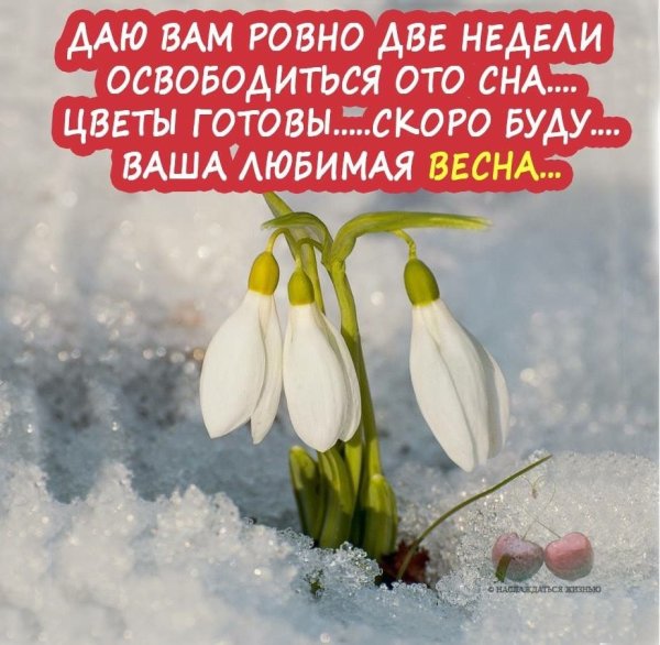 Подснежники в снегу