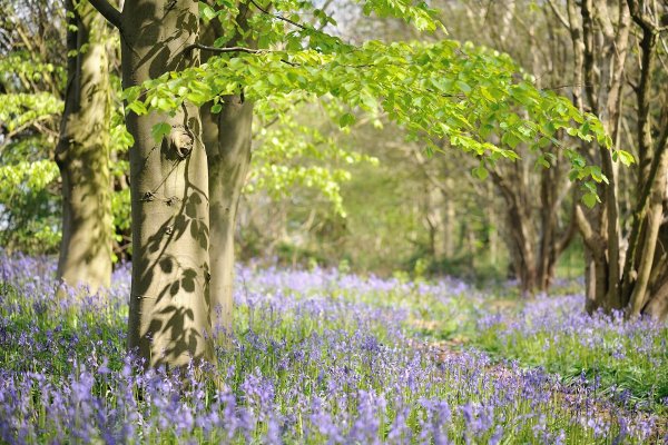 Природа весной