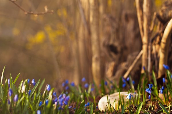 Крокусы Лесные