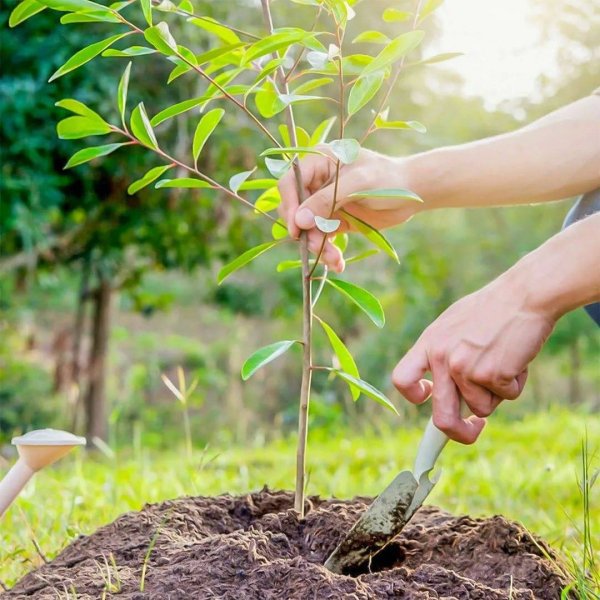 Молодое дерево
