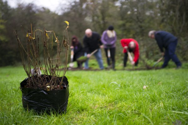 Высадка саженцев деревьев