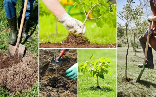 Посадка саженцев