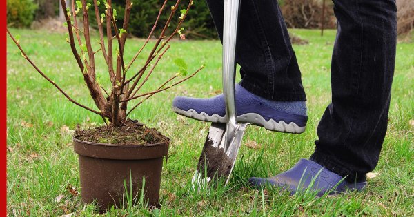 Сажают кусты