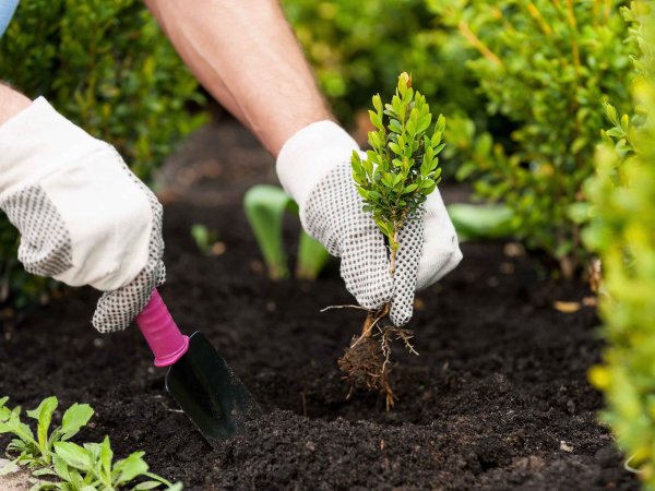 Высаживание кустарников