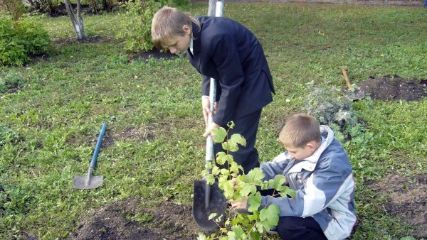 Посадка деревьев и кустарников