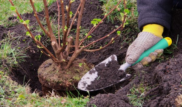 Посадка деревьев и кустарников