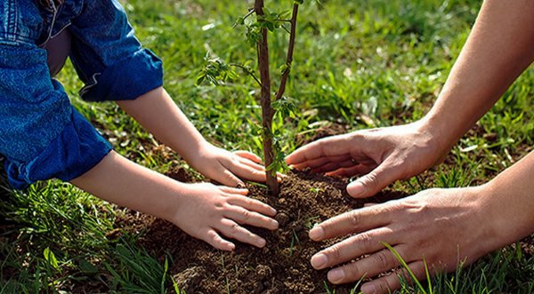 Сажают кустарники люди